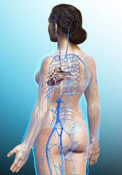 3d rendered medically accurate illustration of a female Veins anatomy Stock Illustration