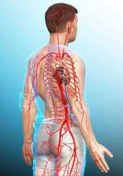 3d rendered medically accurate illustration of male arteries Stock Illustration