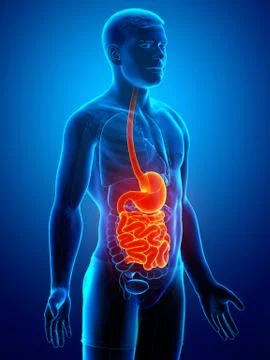 3d rendered, medically accurate illustration of a male stomach and small inte Stock Illustration