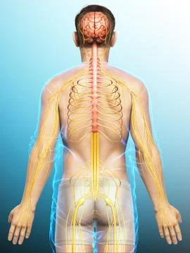 3d rendered medically accurate illustration of a male nervous system Stock Illustration