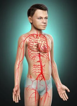 3d rendered medically accurate illustration of young boy arteries Stock Illustration