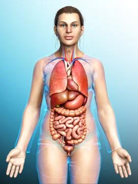 3d rendered medically accurate illustration of female  Internal organs Stock Illustration