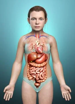 3d rendered medically accurate illustration of young girl Digestive System Stock Illustration