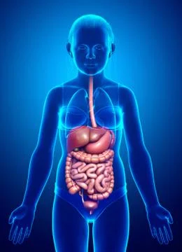 3d rendered medically accurate illustration of young girl Digestive System Stock Illustration
