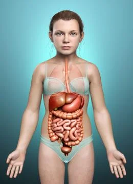 3d rendered medically accurate illustration of young girl Digestive System Stock Illustration