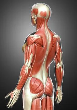 3d rendered medically accurate illustration of a male muscle system Stock Illustration