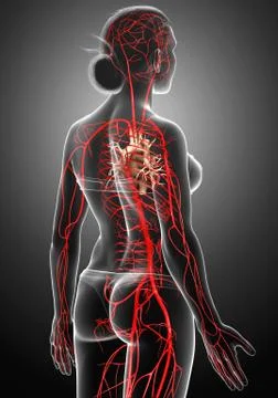 3d rendered medically accurate illustration of Female arteries Stock Illustration