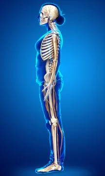 3d rendered medically accurate illustration ofa female nervous system and ske Stock Illustration