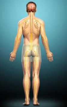 3d rendered medically accurate illustration of a male nervous system Stock Illustration