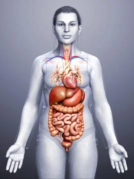 3d rendered medically accurate illustration of Female Digestive System  and h Stock Illustration