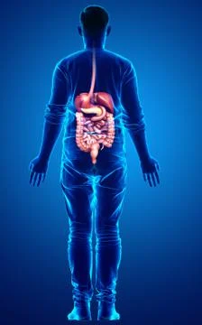 3d rendered medically accurate illustration of male Digestive System. Stock Illustration