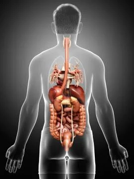 3d rendered medically accurate illustration of male Digestive System. イラスト素材