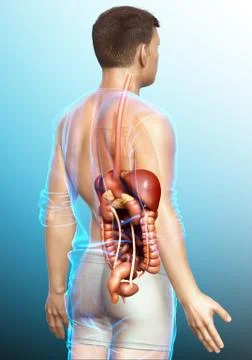 3d rendered medically accurate illustration of male Digestive System. 스톡 일러스트