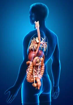 3d rendered medically accurate illustration of male Digestive System  and hea イラスト素材