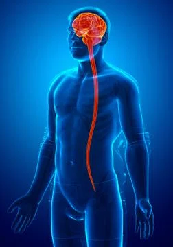 3d rendered medically accurate illustration of a male brain. Stock Illustration