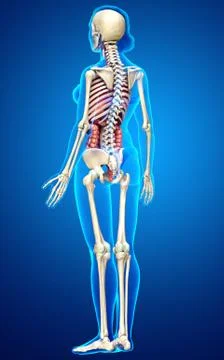 3d rendered medically accurate illustration of female  Internal organs and sk Stock Illustration