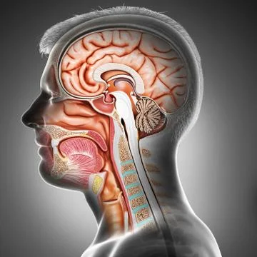 3d rendered, medically accurate illustration of Cross section of male head Stock Illustration