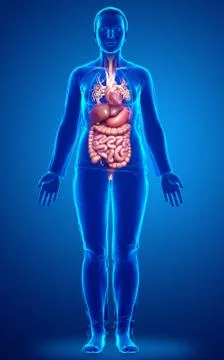 3d rendered medically accurate illustration of Female Digestive System  and h 스톡 일러스트