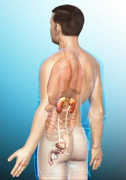 3d rendered, medically accurate illustration of the kidneys Stock Illustration