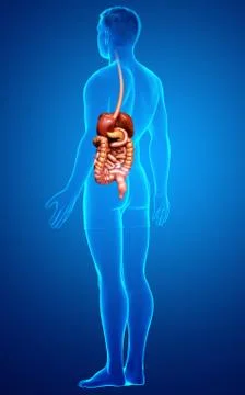 3d rendered medically accurate illustration of male Digestive System. Stock Illustration