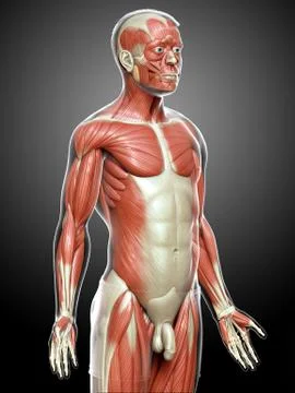3d rendered medically accurate illustration of a male muscle system Stock Illustration