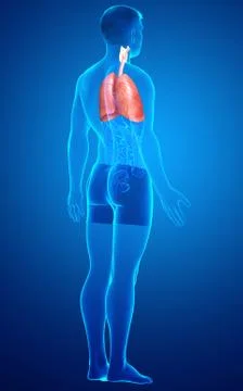 3d rendered, medically accurate illustration of a male lung anatomy Stock Illustration
