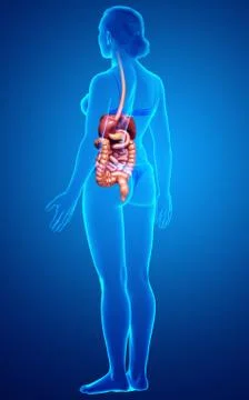 3d rendered medically accurate illustration of female Digestive System. 库存插图
