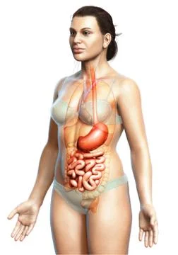 3d rendered, medically accurate illustration of a female stomach and small in Stock Illustration