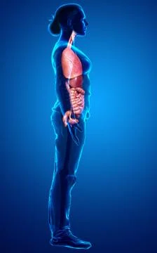 3d rendered medically accurate illustration of female Internal organs Stock Illustration
