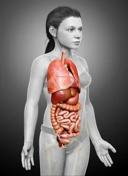 3d rendered medically accurate illustration of young girl Digestive System Stock Illustration