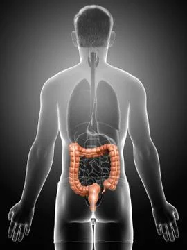 3d rendered, medically accurate illustration of male  large intestine anatomy Stock Illustration