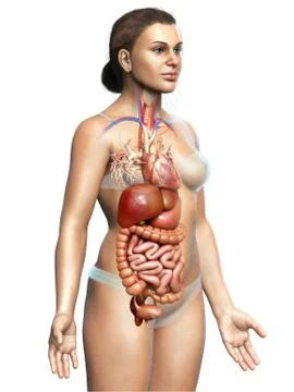 3d rendered medically accurate illustration of Female Digestive System  and h イラスト素材