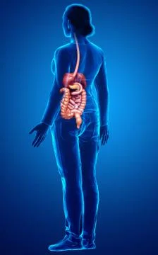 3d rendered medically accurate illustration of female Digestive System. Stock Illustration