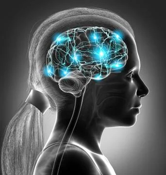 3d rendered, medically accurate illustration of a young girl active brain Illustrazione stock