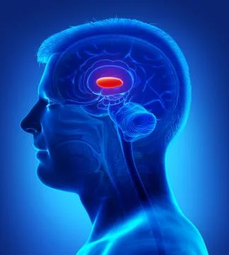 3d rendered medically accurate illustration of a male brain anatomy-the later Stock Illustration
