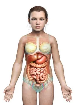 3d rendered medically accurate illustration of young girl Digestive System 스톡 일러스트