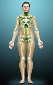 3d rendered medically accurate illustration of a female lymphatic system Stock Illustration