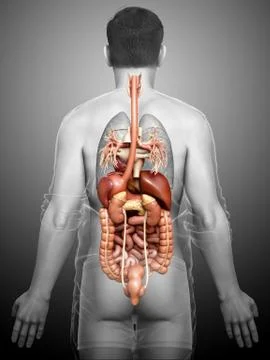 3d rendered medically accurate illustration of male Digestive System. Stock Illustration