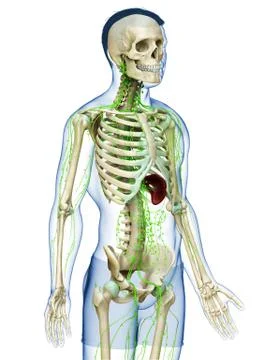 3d rendered medically accurate illustration of a male lymphatic system Stock Illustration