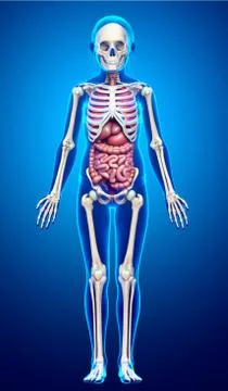 3d rendered medically accurate illustration of girl Internal organs and skele Illustrazione stock
