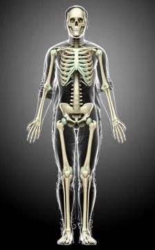 3d rendered, medically accurate illustration of a male skeleton system Stock Illustration