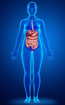 3d rendered medically accurate illustration of female Digestive System. Stock Illustration