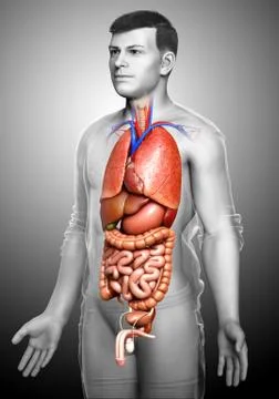 3d rendered medically accurate illustration of male  Internal organs Stock Illustration
