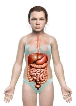 3d rendered medically accurate illustration of young girl Digestive System Stock Illustration