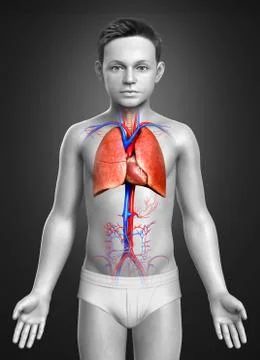 3d rendered, medically accurate illustration of a young boy lung anatomy Stock Illustration