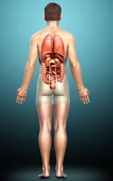 3d rendered medically accurate illustration of male  Internal organs Stock Illustration