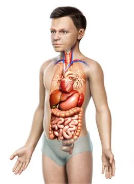 3d rendered medically accurate illustration of Boy Digestive System  and hear 스톡 일러스트