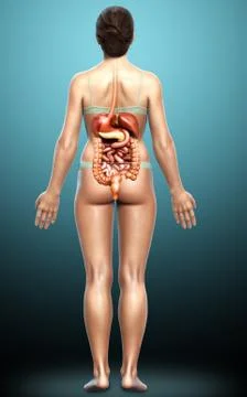 3d rendered medically accurate illustration of female Digestive System. Stock Illustration