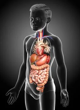3d rendered medically accurate illustration of boy Digestive System. Stock Illustration