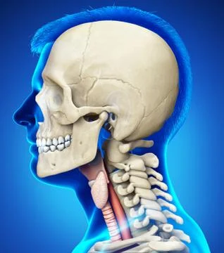 3d rendered medically accurate illustration of the female larynx anatomy Stock Illustration